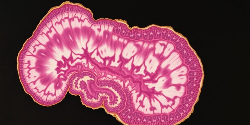 Human Histology: Nervous Tissue Overview