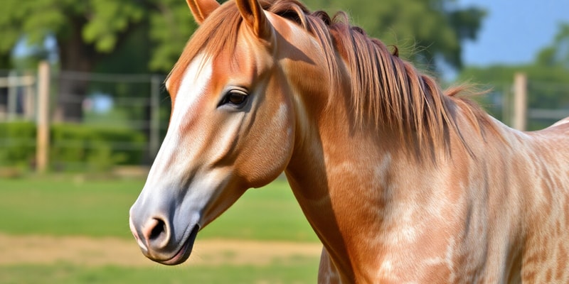 Historical Significance of the Arabian Horse