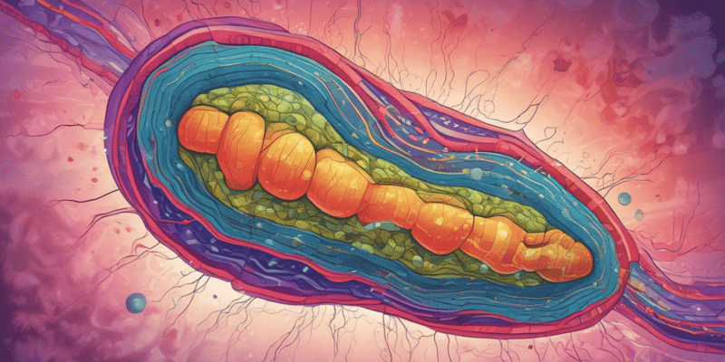 Mitochondria's Role in Apoptosis