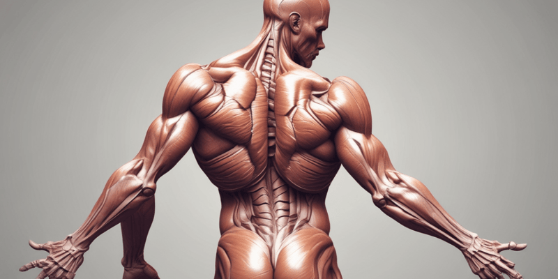 Мышцы: строение и функции