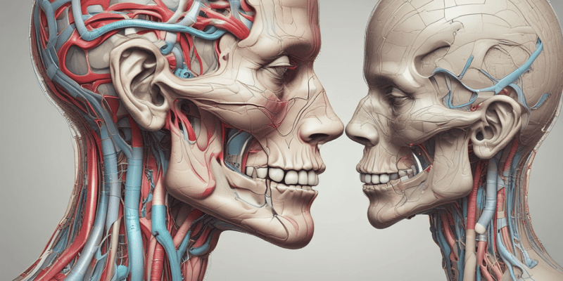Anatomía del nervio maxilar