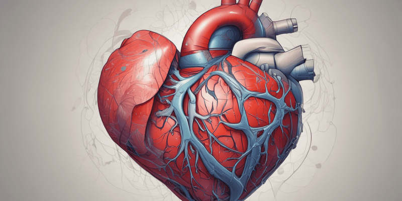 Anatomie du Cœur
