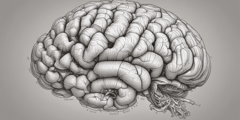 Cerebellum anatomie en functie