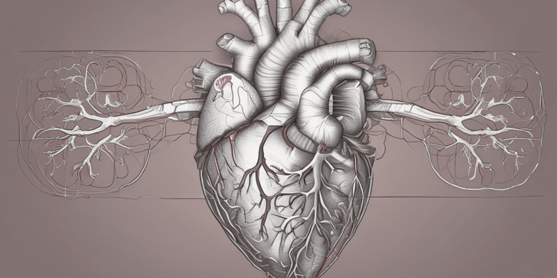 Basic Heart Anatomy Quiz