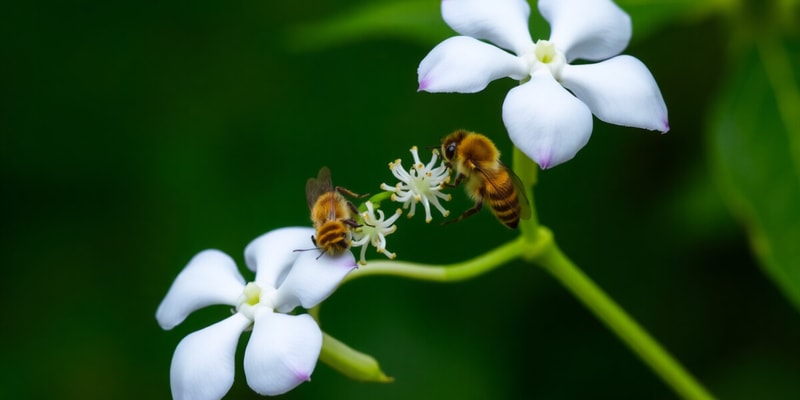 Sexual Reproduction in Flowering Plants