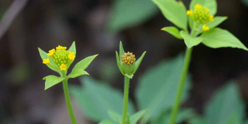 Introduction to Plant Systematics