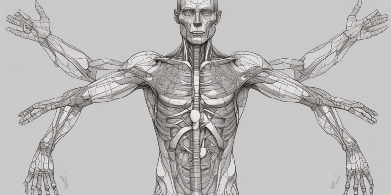 Repaso de Macroanatomía 2: El Mesenterio Propio