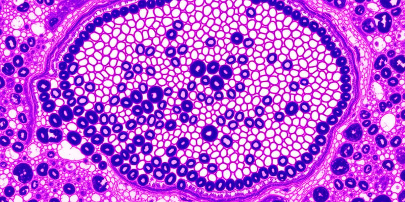 Epithelium Classification and Functions