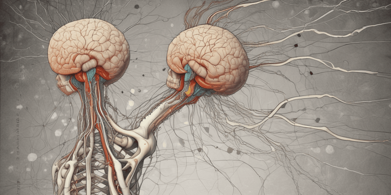 Sistema Nervioso Periférico (SNP) - Anatomía y Funciones