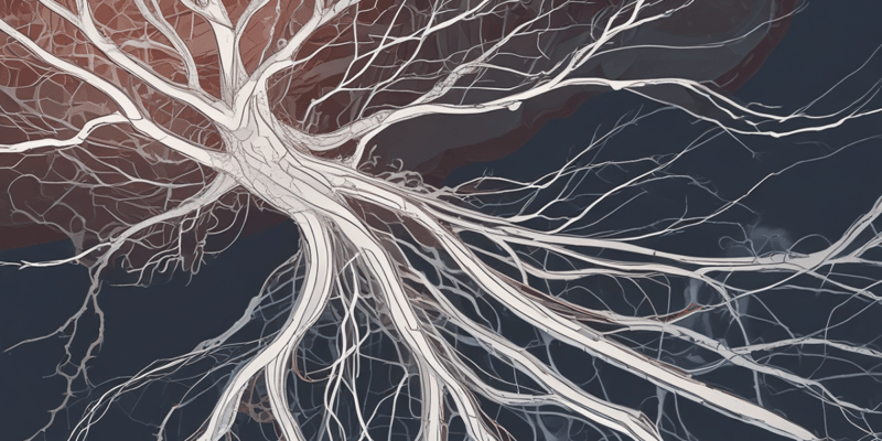 Neurociencia Básica: Neuronas Multipolares