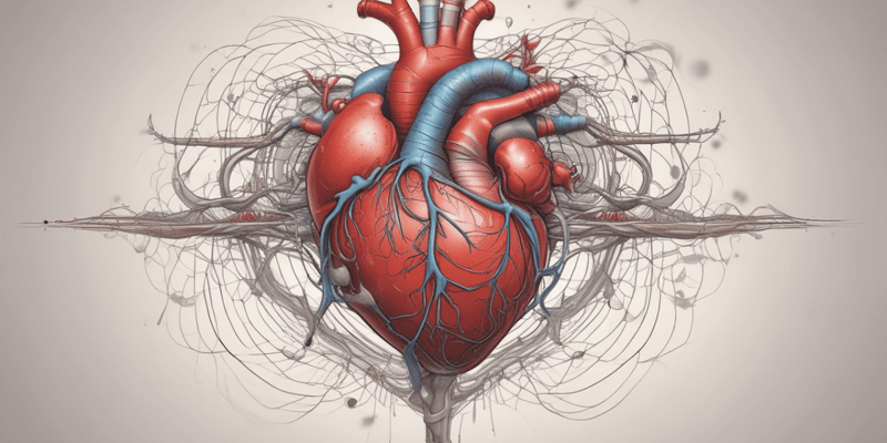 Human Heart Function and Blood Circulation
