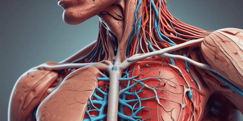 Head and Neck Vascular Supply and Lymphatic Drainage Quiz