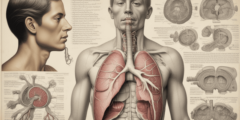 Respiratory System Anatomy - Bronchi and Bronchioles