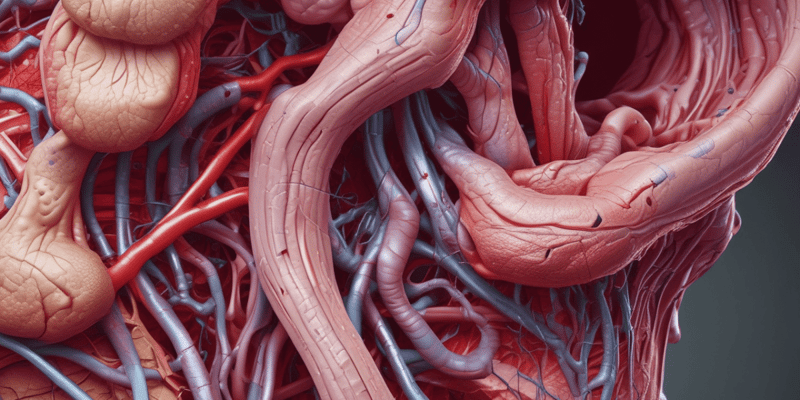 Anatomy of Parotid Gland Blood Vessels Quiz