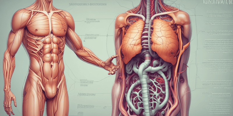 Digestive System Overview