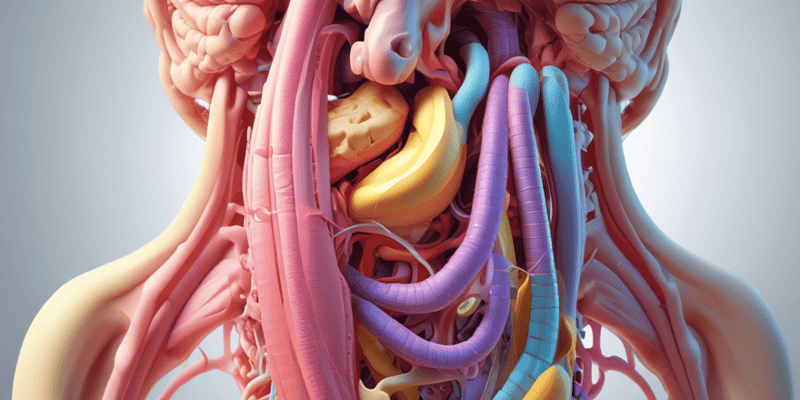 Digestive System Anatomy and Function Quiz