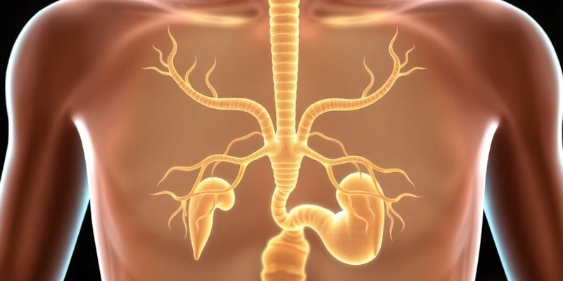 Peripheral Endocrine Glands and Metabolism