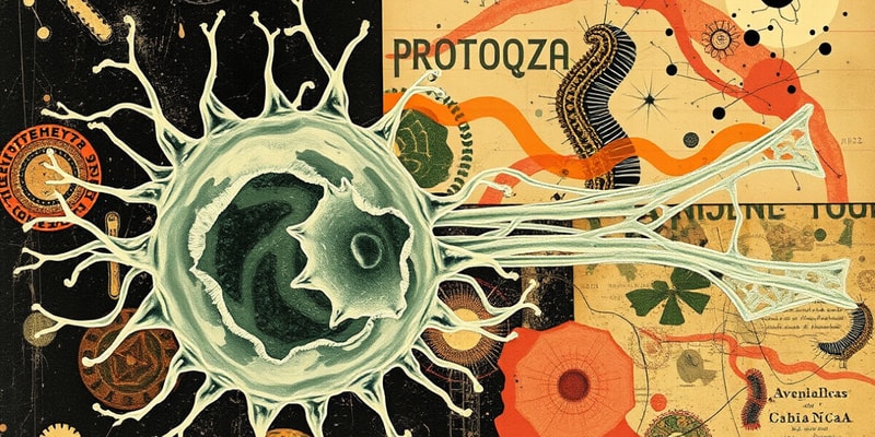 Protozoa Structure and Function