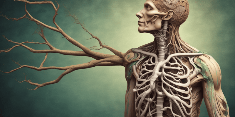 Respiratory System: Trachea and Bronchial Tree