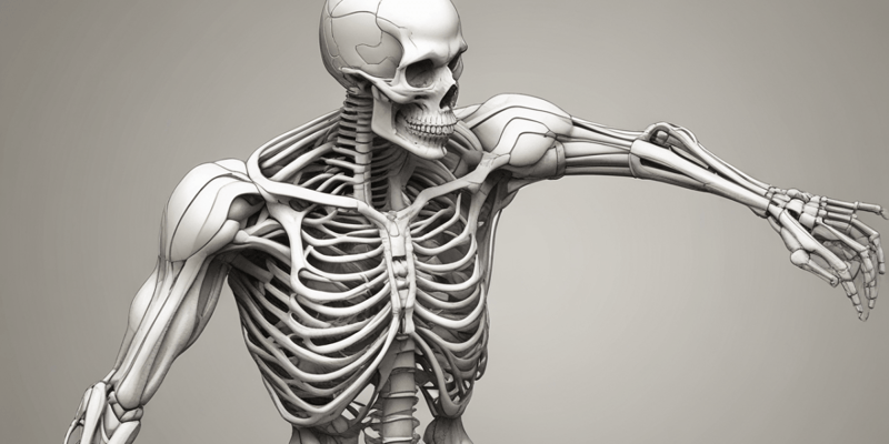 Skeletal Muscles: Definition, Structure, and Function