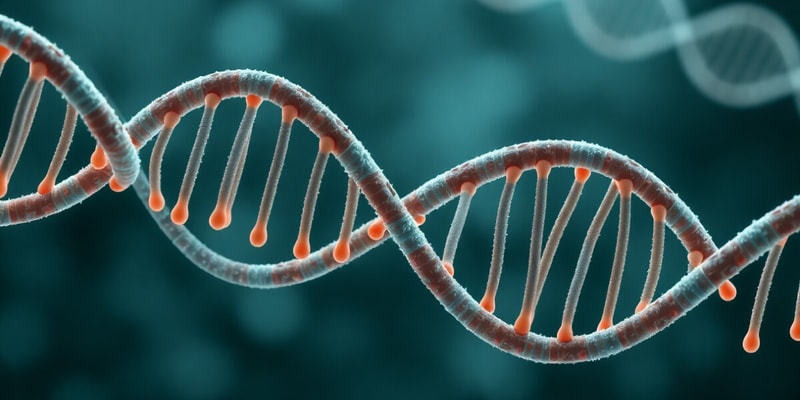 DNA Replication Fork