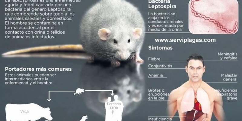 Leptospirosis: Introduction and Clinical Presentations