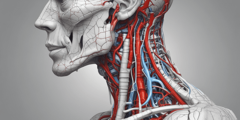Human Anatomy Lecture 19: Arteries of the Head and Neck