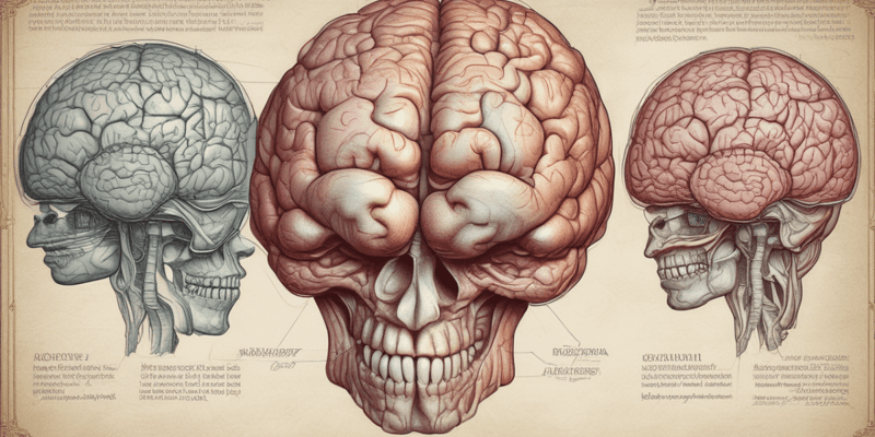 Anatomy of the Head and Neck: The Brain