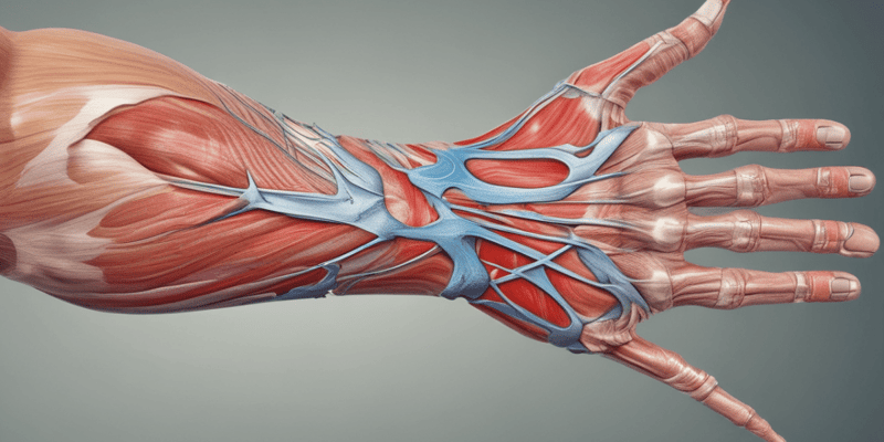 Muscle Anatomy: Thenar Muscles Overview