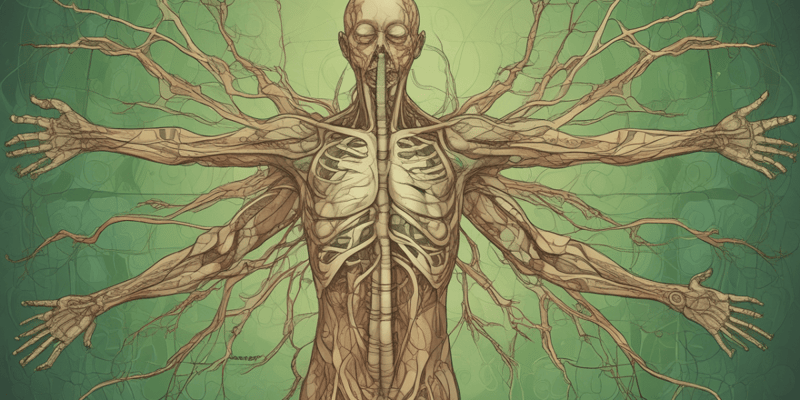 Lymphatic System and Its Functions