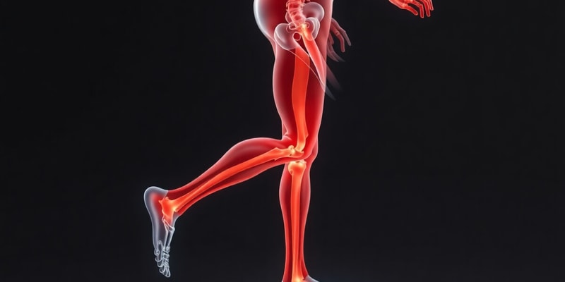 The Walk-to-Run Transition and Muscle Mechanics