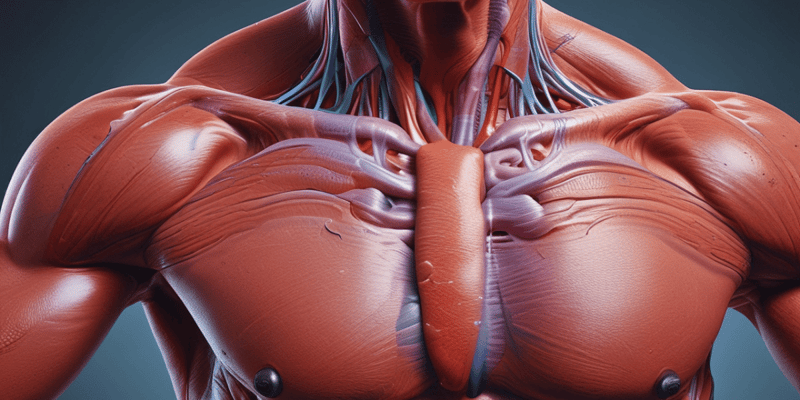 Anatomy: Trapezius and Latissimus Dorsi Insertion and Function