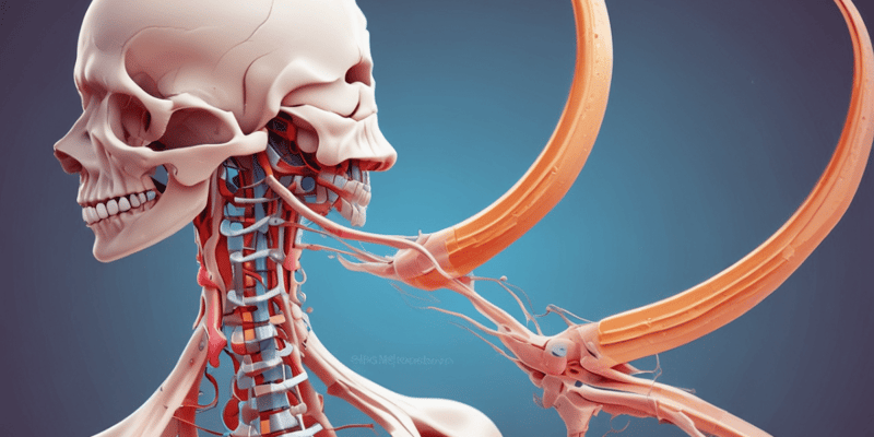 Degenerative Cervical Myelopathy Overview