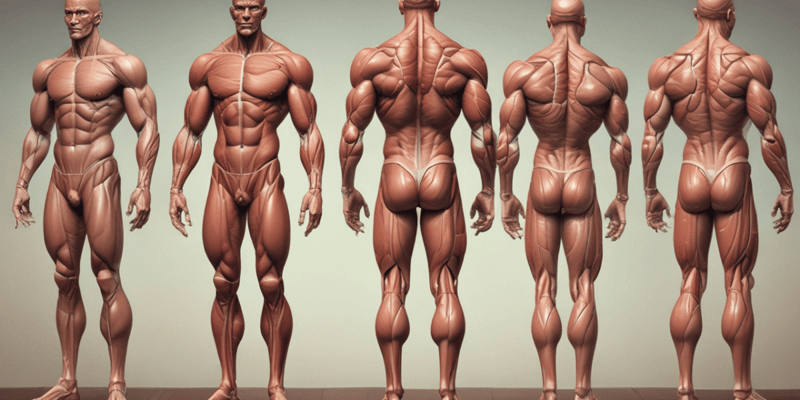 The Anatomy of the Muscular System