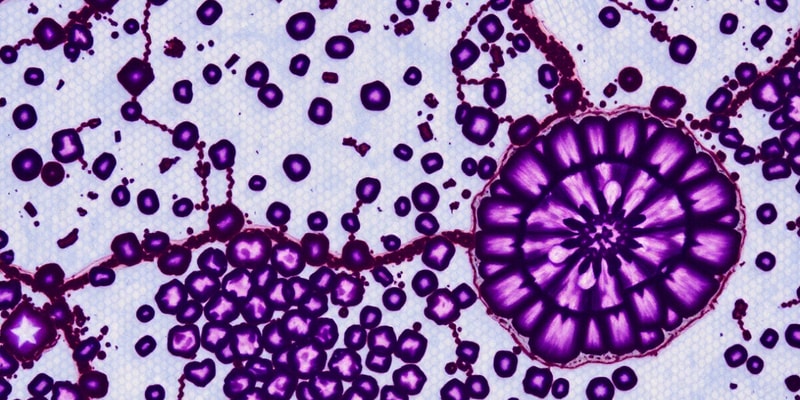 Introduction to Histology and Microscopes