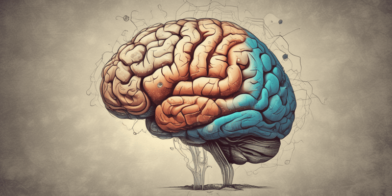 Brain Areas Overview