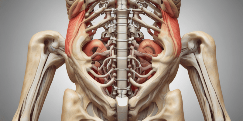 Sacroiliac Ligaments Anatomy