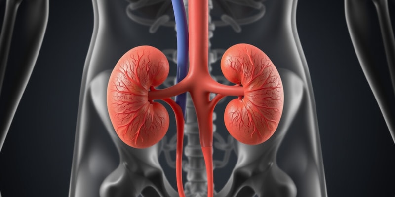 Urinary System Overview