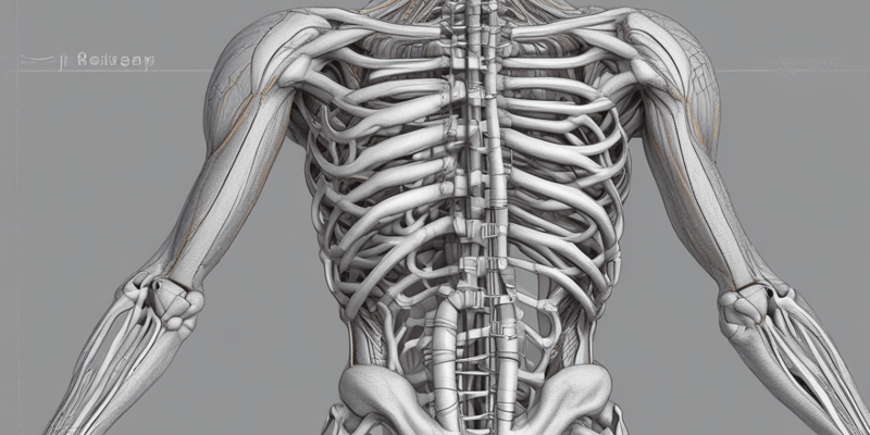 Skeletal Muscle Fiber Types