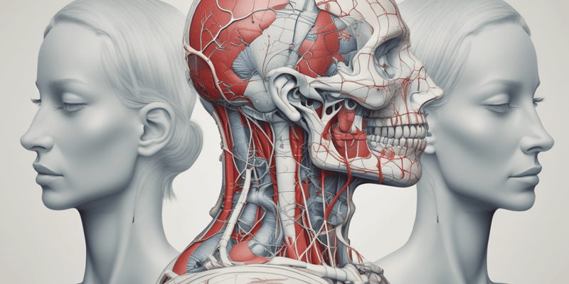 Anatomy of the Head and Neck: Blood Supply and Venous Drainage