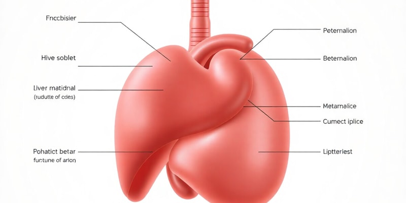 Liver Functions and Metabolism Quiz