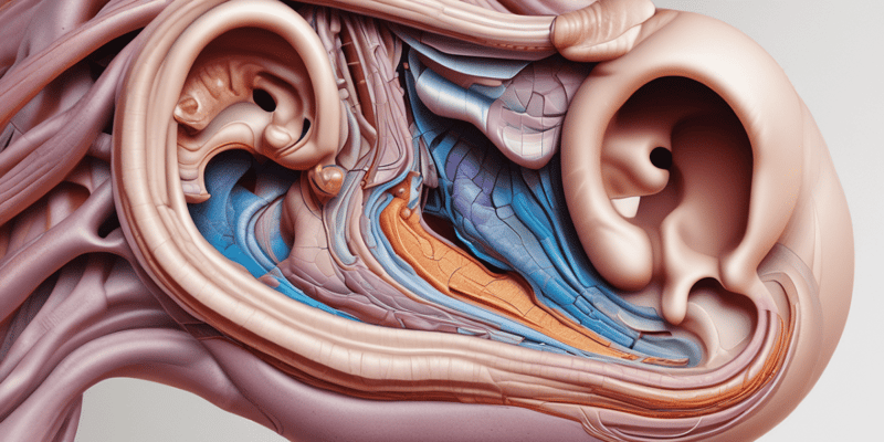 Auditory and Vestibular Pathways in Anatomy