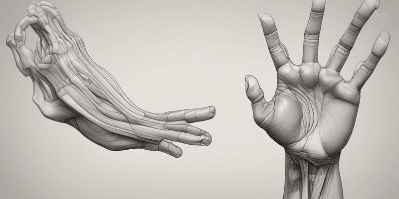 Anatomy of the Thenar Muscles