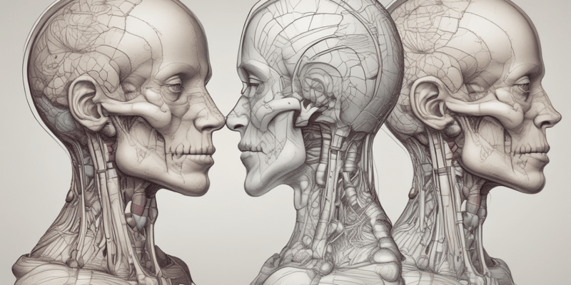 Anatomy of the Head and Neck: The Neck