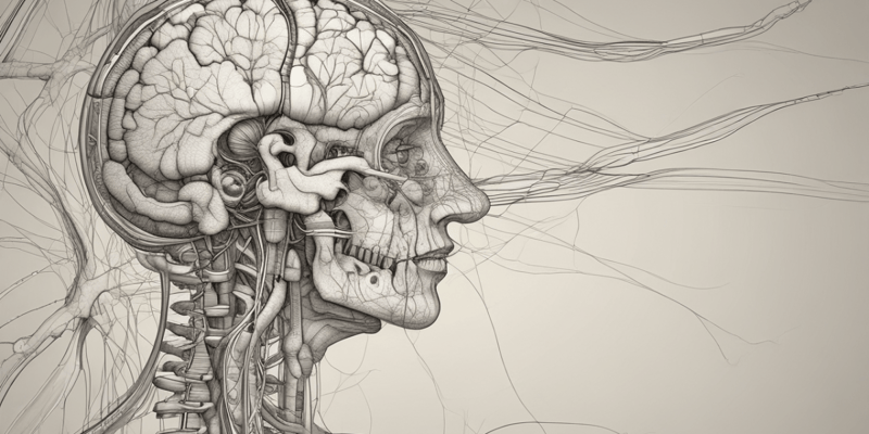 Nervous System Structure Quiz