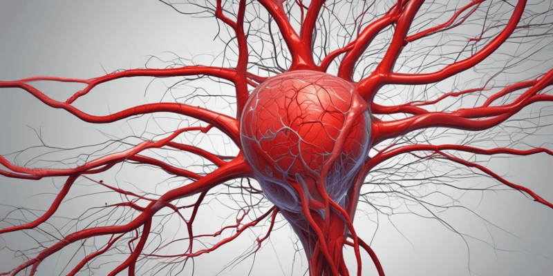 The Blood Flow Process in the Brain