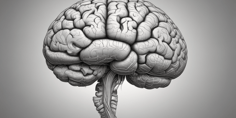 Cerebellum Functions and Brain Anatomy