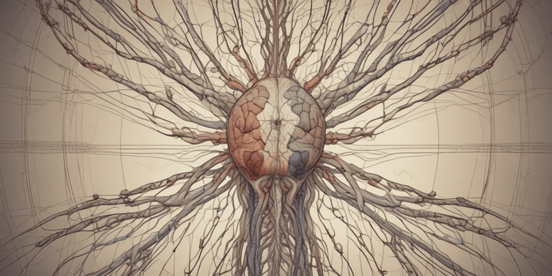 Nervernes funktion og opbygning