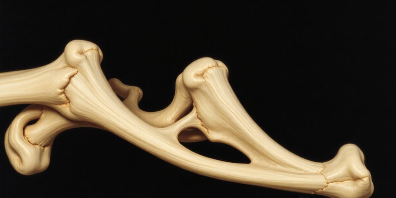 Endochondral Ossification and Bone Growth