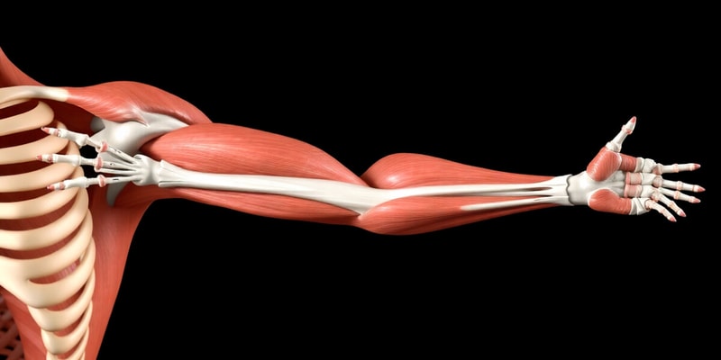 Skeletal Muscle Functions and Characteristics